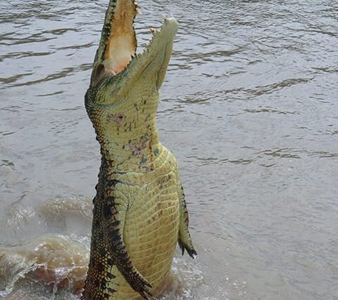 Crocodile Park Dubai