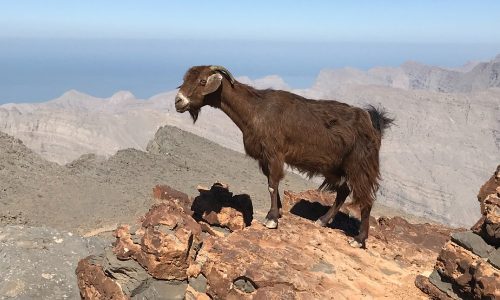 Jebel-Jais-Ras-Al-Khaimah-United-Arab-Emirates-1