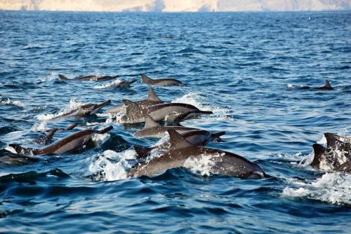 dolphin-khasab-tours